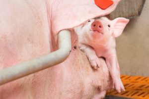 Mycoplasma hyopneumoniae: stabiliteit op het bedrijf creëren en behouden - praktische tips