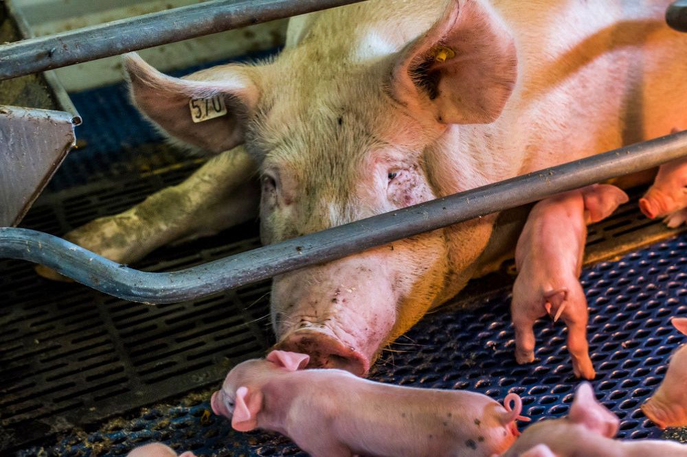 De regels rond nutriëntenemissierechten (NER) mogen de instroom van jonge landbouwers niet blokkeren. Dat heeft Vlaams minister van Landbouw Jo Brouns (cd&v) gezegd in de commissie Landbouw van het Vlaams Parlement.