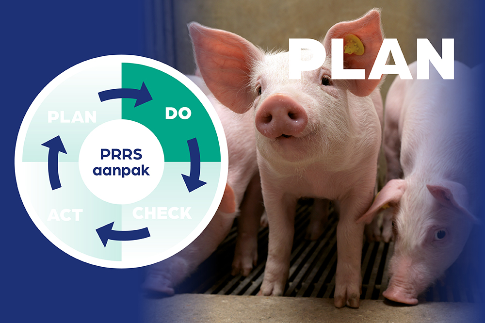 PRRS lijkt voorbij. Maar waarom blijven de resultaten achter?