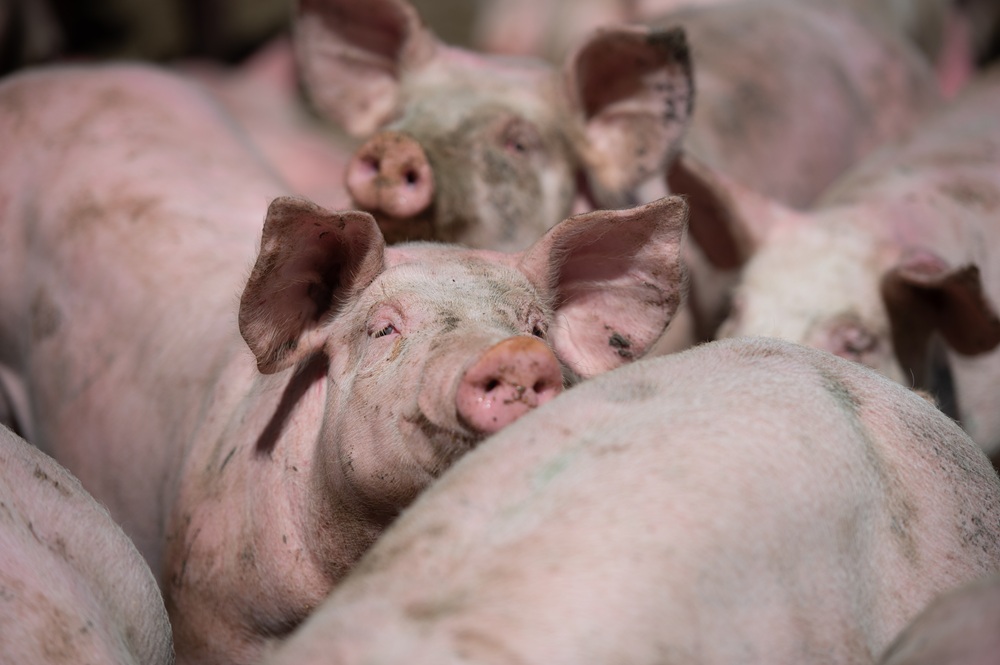 Europese varkensmarkt volgt Deense ontwikkelingen met argusogen 