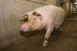 "Zeugen lopen op hoge hakken"