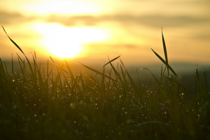 Nachtdauw op gras zonsopkomst.1000
