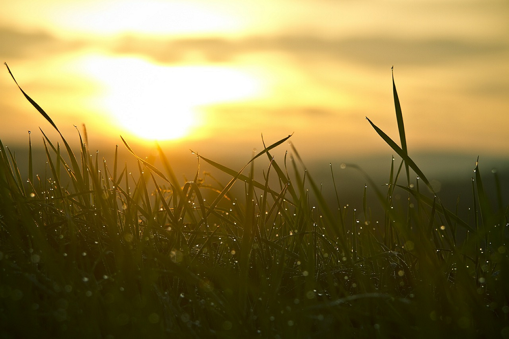 Nachtdauw op gras zonsopkomst.1000