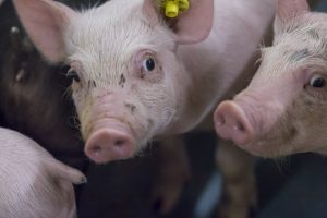 Onduidelijkheid over castreren in Vlaanderen: FAVV spreekt uitleg van VeDa en Boerenbond tegen