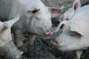 Ruim aanbod drukt varkensprijs en import in China