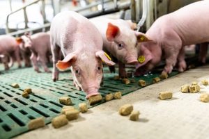 Anita Hoofs over hokverrijking: “Leg de nadruk op wat het oplevert”