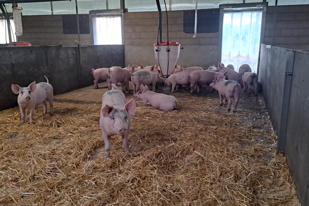Brouns voorstander van langere uitzondering voor eiwitvoer in biologische veehouderij